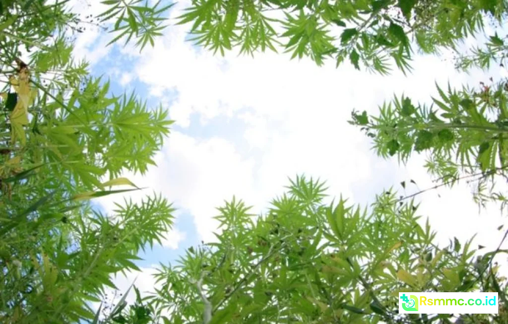 cannabis untuk migrain akut