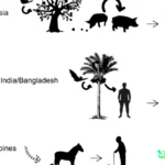 Virus Nipah di India