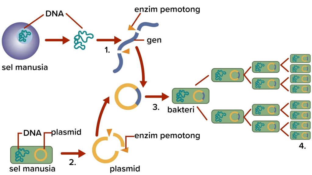 metode rekombinasi DNA poten