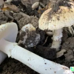 keracunan jamur mematikan california