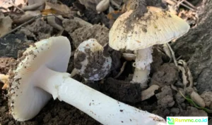 keracunan jamur mematikan california