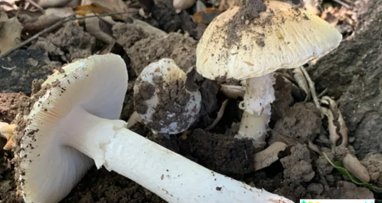 keracunan jamur mematikan california