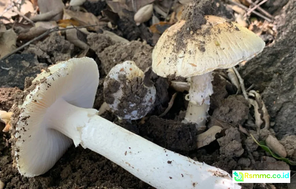 keracunan jamur mematikan california