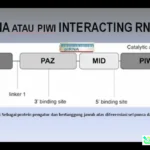 protein pengatur kolesterol