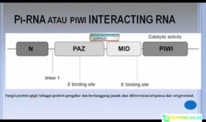 protein pengatur kolesterol