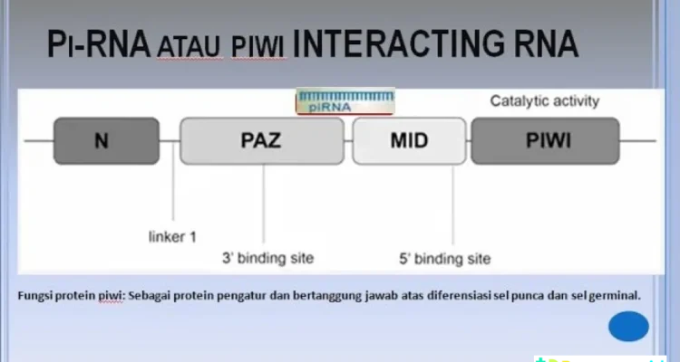protein pengatur kolesterol