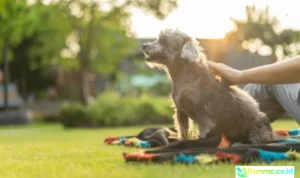 terapi anjing mana yang dipeluk