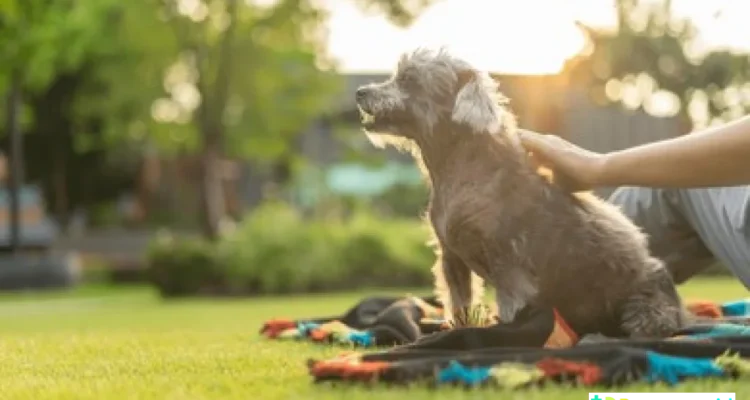 terapi anjing mana yang dipeluk