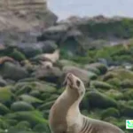 flu burung anjing laut California