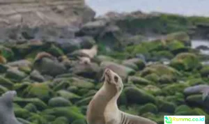 flu burung anjing laut California