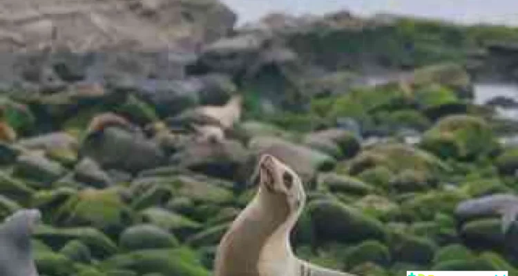 flu burung anjing laut California