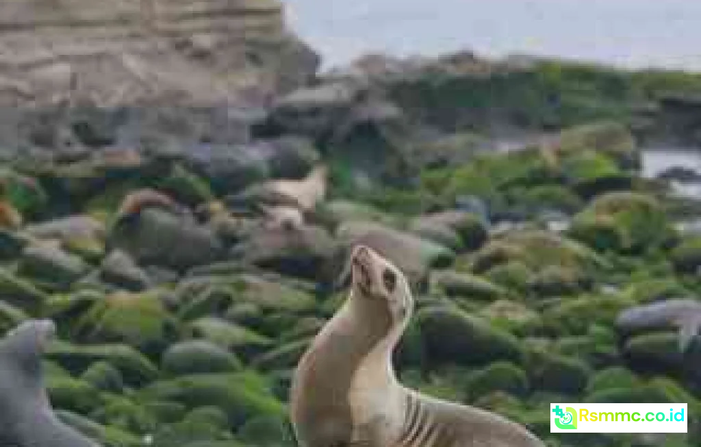 flu burung anjing laut California