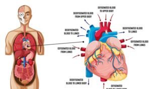 Peta Molekuler Jantung Paru Ungkap Peluang Terapi Baru