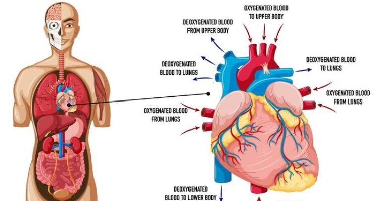 Peta Molekuler Jantung Paru Ungkap Peluang Terapi Baru