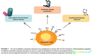 sistem imun melawan infeksi virus