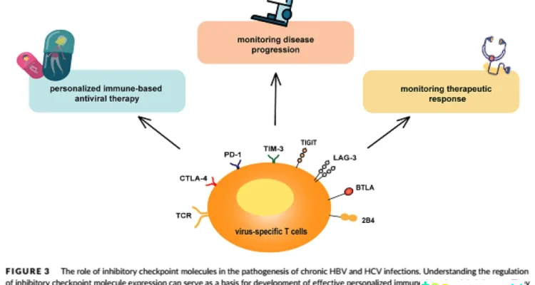 sistem imun melawan infeksi virus