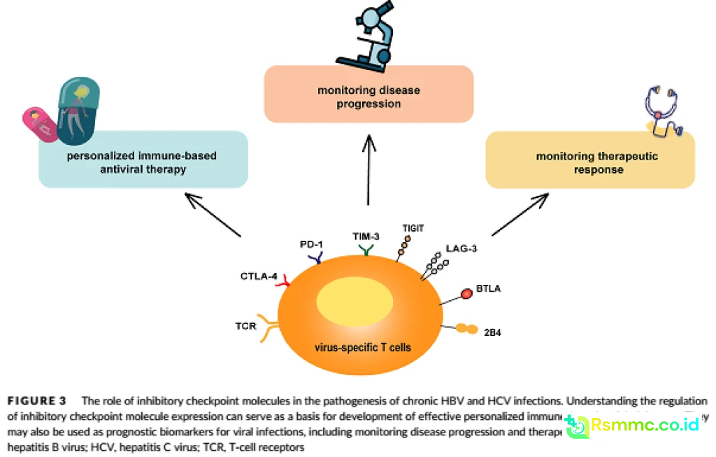 sistem imun melawan infeksi virus