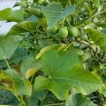 Manfaat Daun Jarak, Khasiat Tradisional dan Hal yang Perlu Diperhatikan