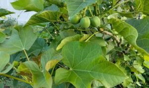 Manfaat Daun Jarak, Khasiat Tradisional dan Hal yang Perlu Diperhatikan