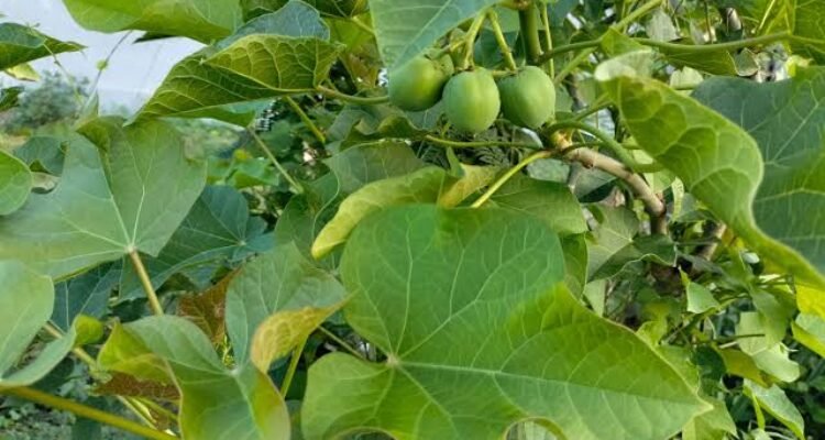 Manfaat Daun Jarak, Khasiat Tradisional dan Hal yang Perlu Diperhatikan