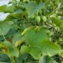 Manfaat Daun Jarak, Khasiat Tradisional dan Hal yang Perlu Diperhatikan